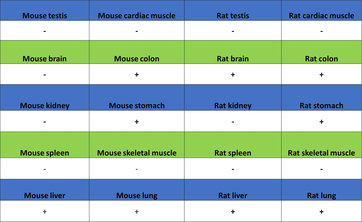 FOXA1 Recombinant Rabbit mAb (S-4339)