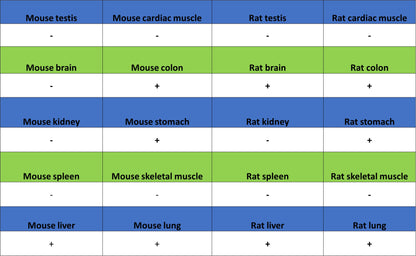 FOXA1 Recombinant Rabbit mAb (S-4339)