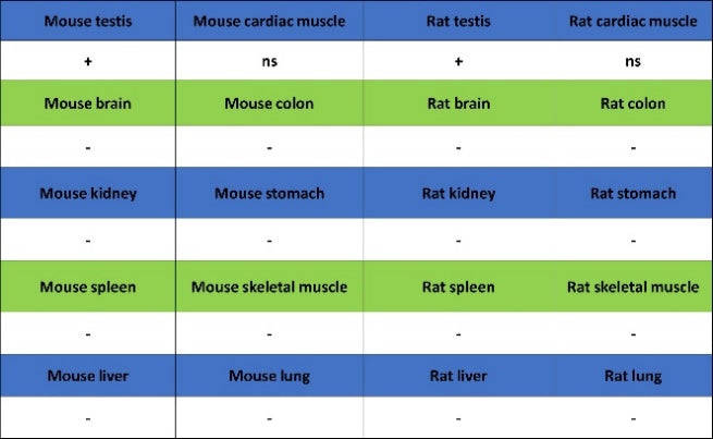 DAZL Recombinant Rabbit mAb (S-3113-35)