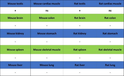 DAZL Recombinant Rabbit mAb (S-3113-35)