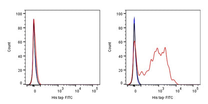His tag Recombinant Rabbit mAb (FITC Conjugate) (S-1398-151)