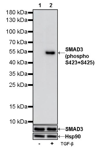 SMAD3 (phospho S423+S425) Recombinant Rabbit mAb (S-541-321)