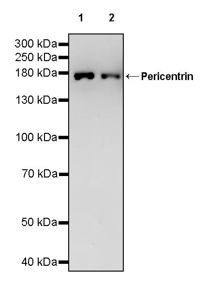 Pericentrin Recombinant Rabbit mAb (S-3515-69)