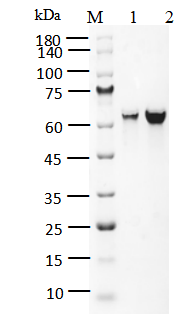 KAT8 Protein, Human