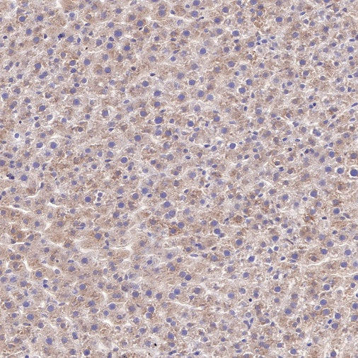 WWOX Recombinant Rabbit mAb (S-R298)