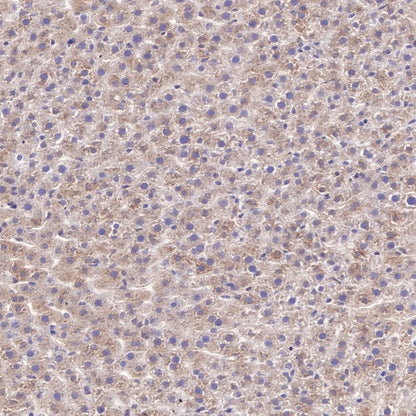 WWOX Recombinant Rabbit mAb (S-R298)