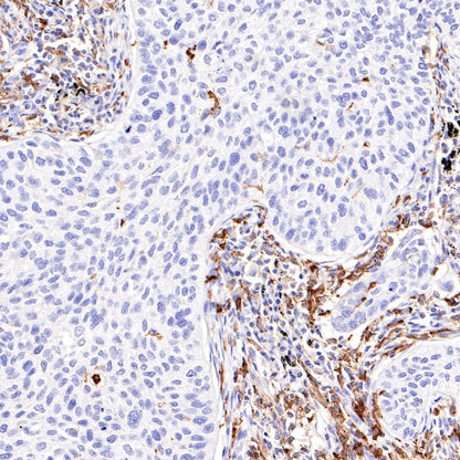 CD14 Mouse mAb (SDT-411-1)