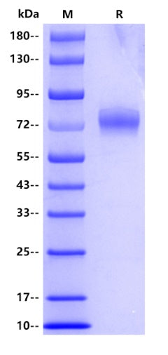 Human CD44 Protein, hFc tag