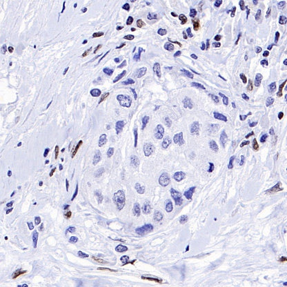 Runx2 Recombinant Rabbit mAb (S-1767-173)