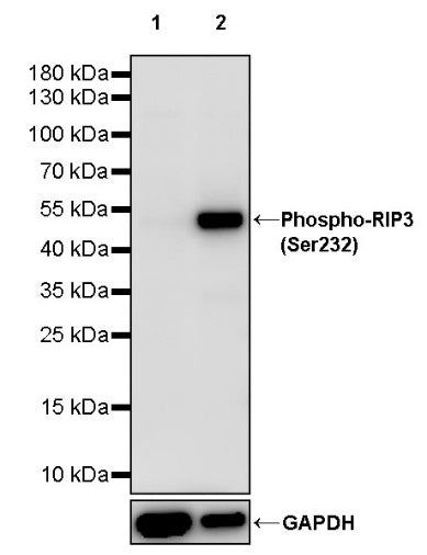 Phospho-RIP3 (Ser232) Recombinant Rabbit mAb (S-1134-6)