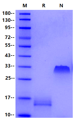 PDGF-BB Protein, Rat