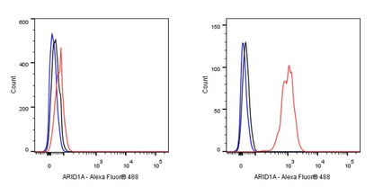 ARID1A Recombinant Rabbit mAb (S-440-27)