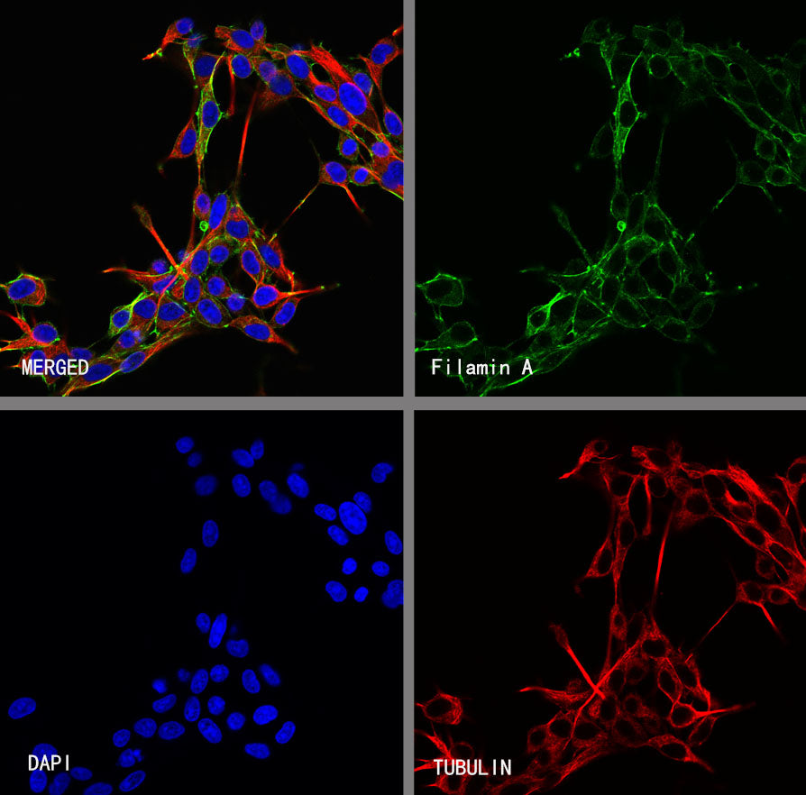 Filamin A Rabbit Polyclonal Antibody
