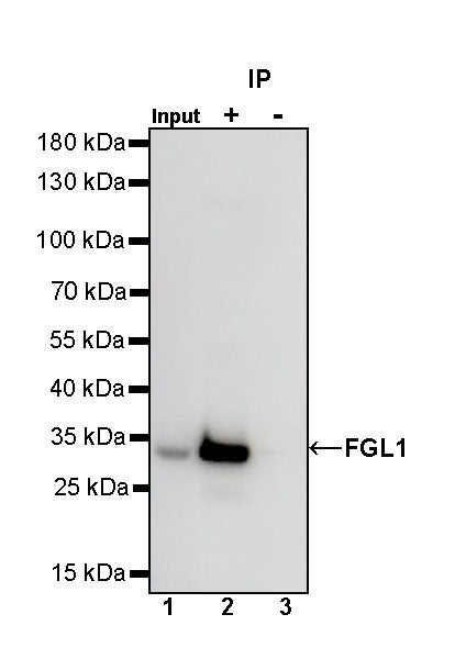 FGL1 Recombinant Rabbit mAb (S-1409-109)