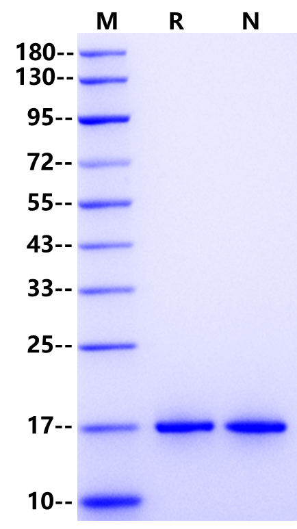 IL-36α Protein, Mouse
