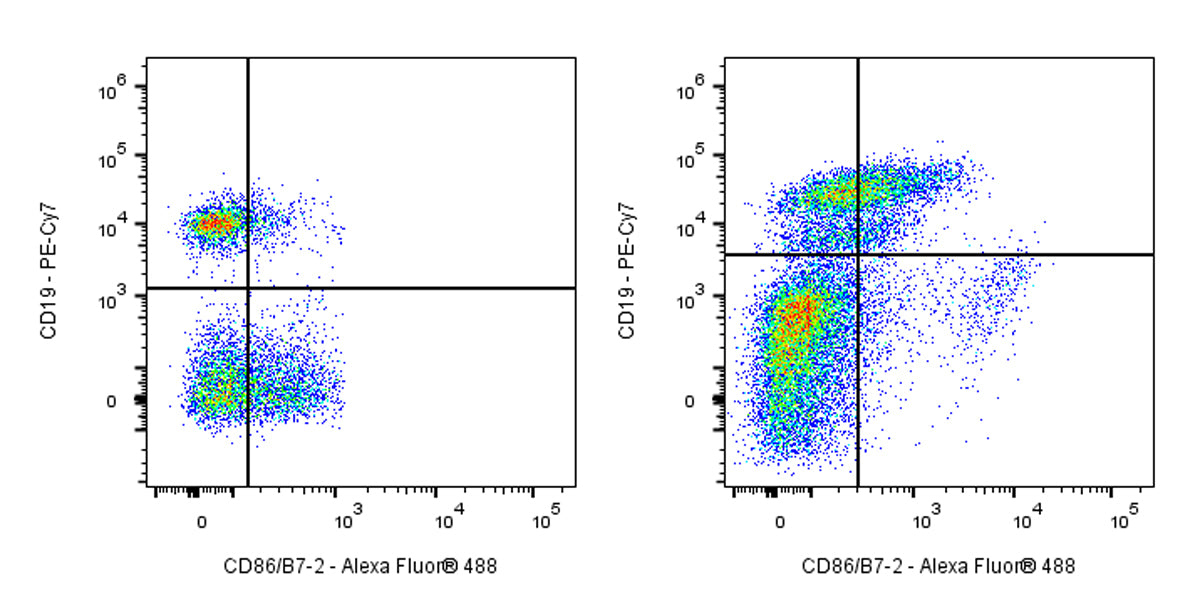 FITC Rat Anti-Mouse CD86/B7-2 Antibody (GL-1)