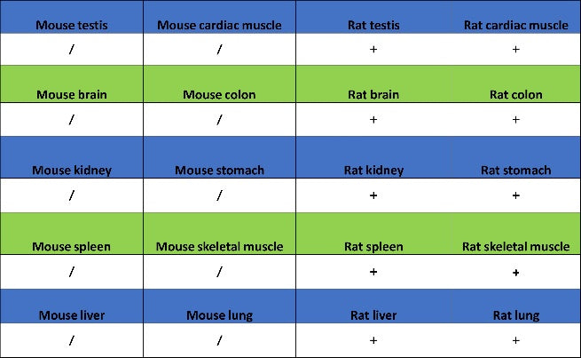 UQCRC2 Recombinant Rabbit mAb (S-2374-127)