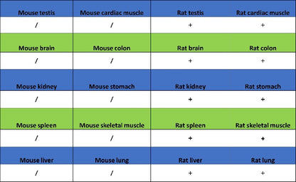 UQCRC2 Recombinant Rabbit mAb (S-2374-127)
