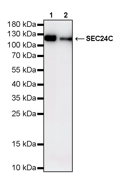SEC24C Rabbit Polyclonal Antibody