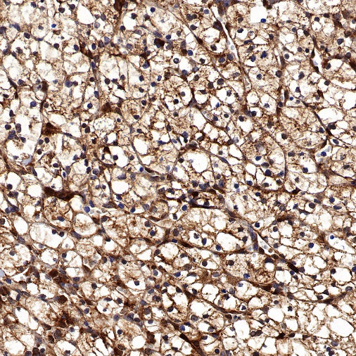 Glutathione Peroxidase 1 Recombinant Rabbit mAb (S-1714-17)