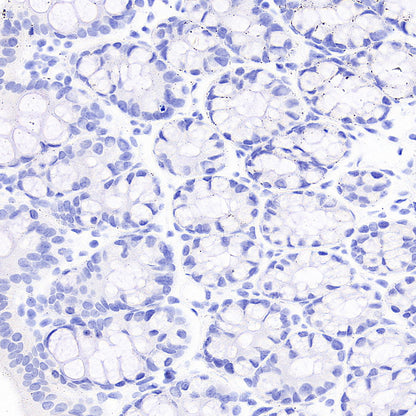 MOG Rabbit Polyclonal Antibody