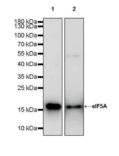 eIF5A Rabbit Polyclonal Antibody