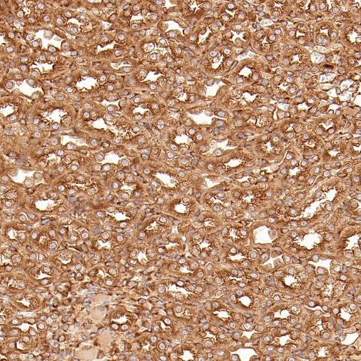 PABP Recombinant Rabbit mAb (S-1744-42)