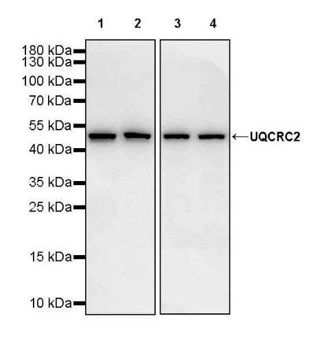 UQCRC2 Recombinant Rabbit mAb (S-1890-227)