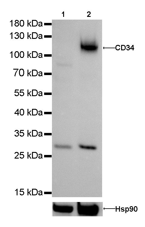 CD34 Recombinant Rabbit mAb,PBS Only (SDT-051-68)