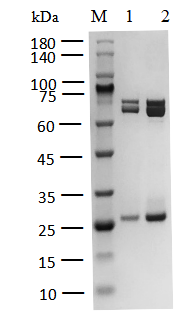 CK1γ3(CSNK1G3) Protein