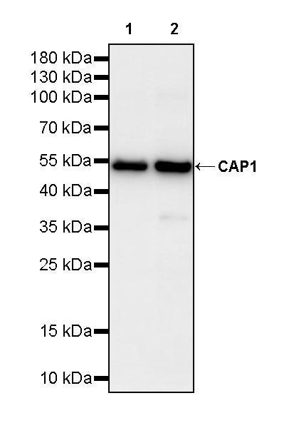 CAP1 Rabbit Polyclonal Antibody