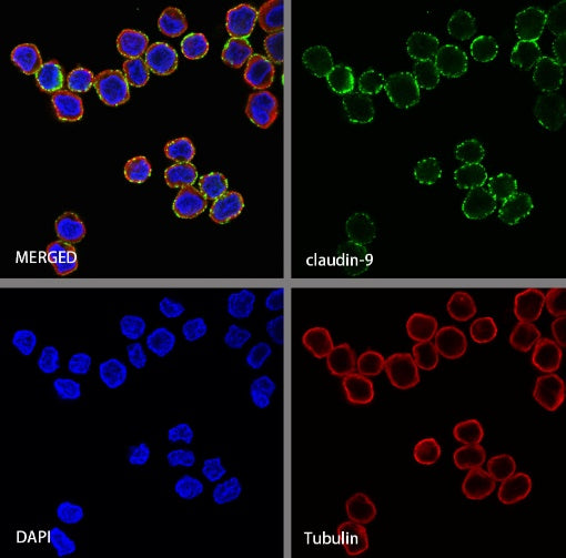 Claudin 3+Claudin 9 Recombinant Rabbit mAb (SDT-1452-69)