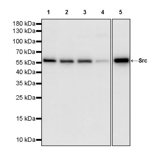 Src Recombinant Rabbit mAb (S-1181-16)