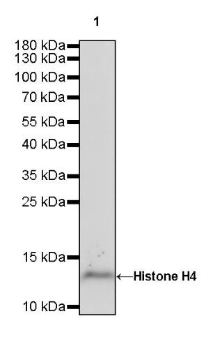 Histone H4 Recombinant Rabbit mAb (S-499-30)