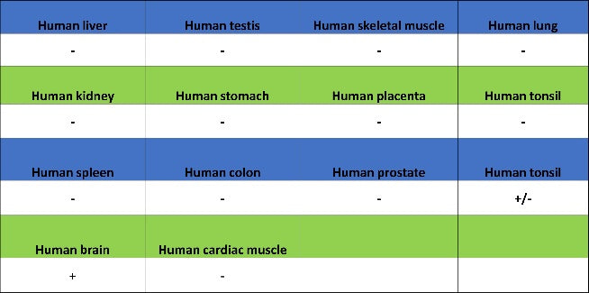 NeuroD2 Recombinant Rabbit mAb (S-3092-64)