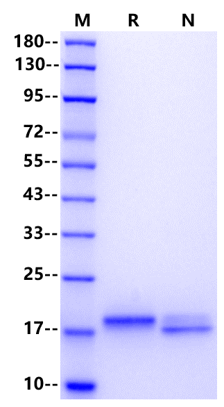 IL-10 Protein, Bovine