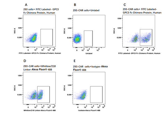 FITC Labeled-GPC3/Glypican 3 Fc Chimera Protein, Human