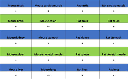 Anti-5-methylcytosine (5-mC) Recombinant Mouse mAb (S-3720)