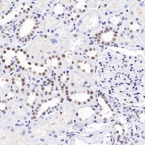 E2F4 Recombinant Rabbit mAb (S-586-214)