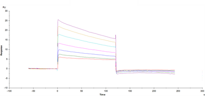 Fc γ RIIa/CD32a(H167) His tag Protein, Human