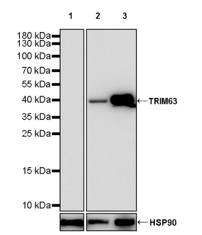 TRIM63 Recombinant Rabbit mAb (S-2304-110)