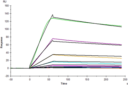 IL-15 Protein, Human
