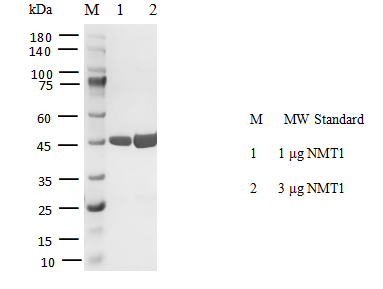 NMT1 Protein, Human