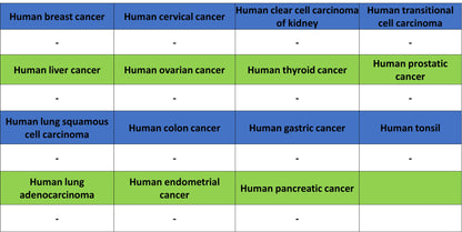 Thrombospondin 1 Recombinant Rabbit mAb (S-4153-22)