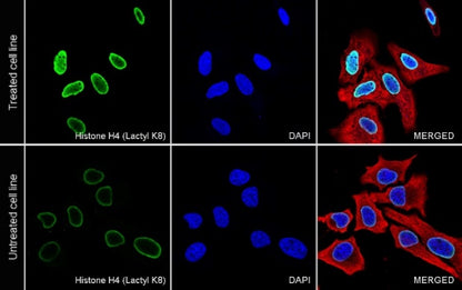 Histone H4 (Lactyl K8) Recombinant Rabbit mAb (S-3243-36)
