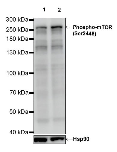 Phospho-mTOR (Ser2448) Recombinant Rabbit mAb (S-705-7)