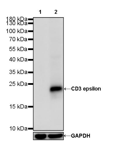 CD3 epsilon Mouse mAb (SDT-570-36)