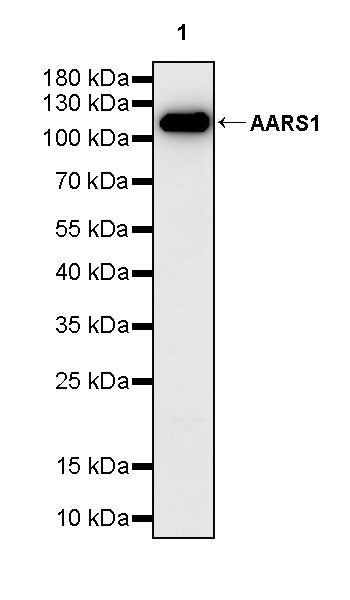AARS1 Rabbit Polyclonal Antibody