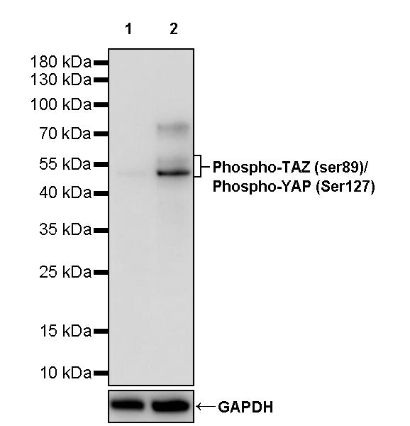 Phospho-TAZ (ser89)/Phospho-YAP (Ser127) Recombinant Rabbit mAb (S-1364-129)