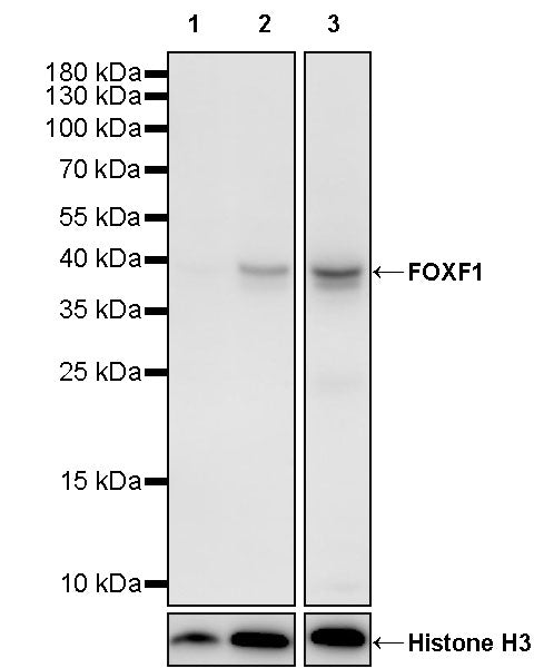 FOXF1 Recombinant Rabbit mAb (S-2808-1)